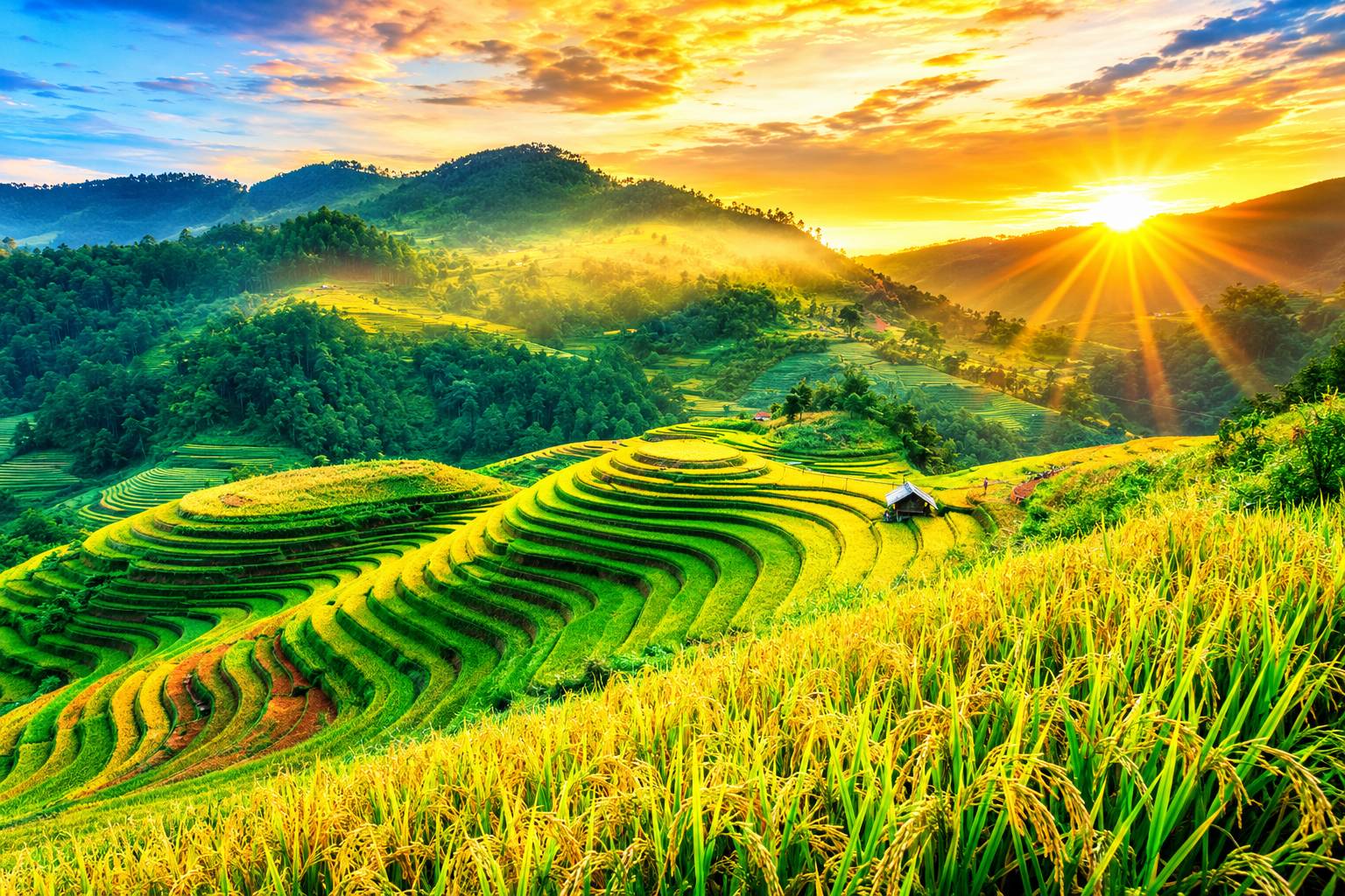 Sa Pa tháng 8 là thời điểm các thửa ruộng bậc thang kỳ vĩ bắt đầu chuyển từ sắc xanh mướt sang màu vàng óng ả