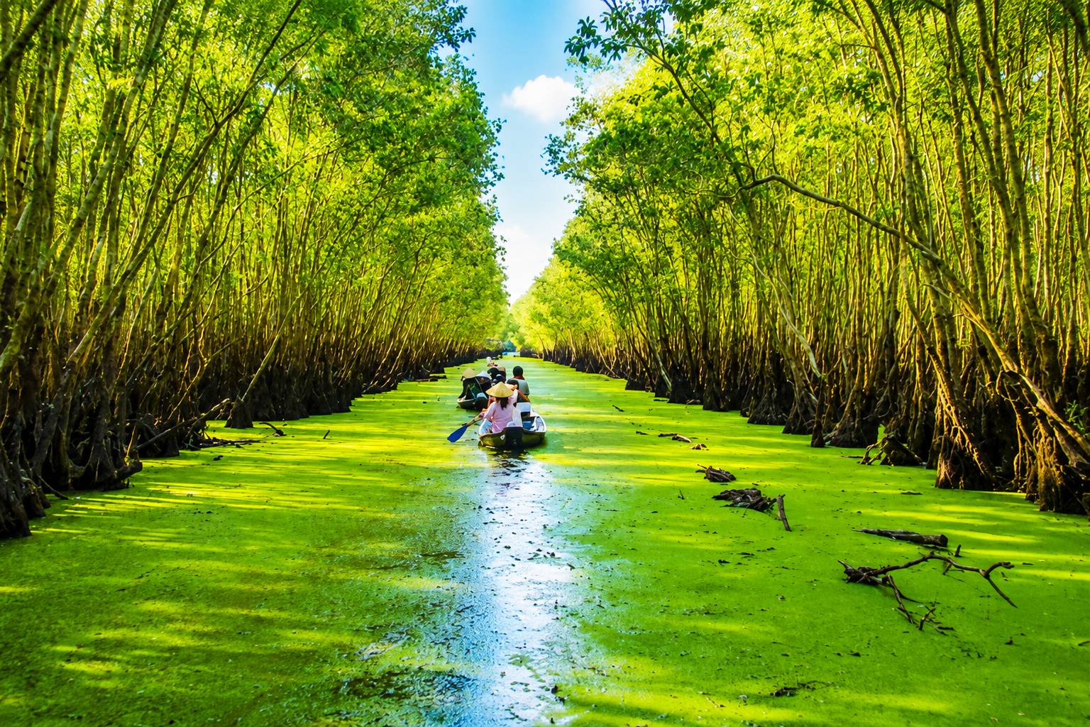 Tháng 8, dòng nước từ thượng nguồn sông Mekong đổ về phủ xanh những cánh đồng bạt ngàn, biến rừng tràm Trà Sư trở thành một tấm thảm bèo cám tuyệt đẹp